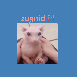 bingus