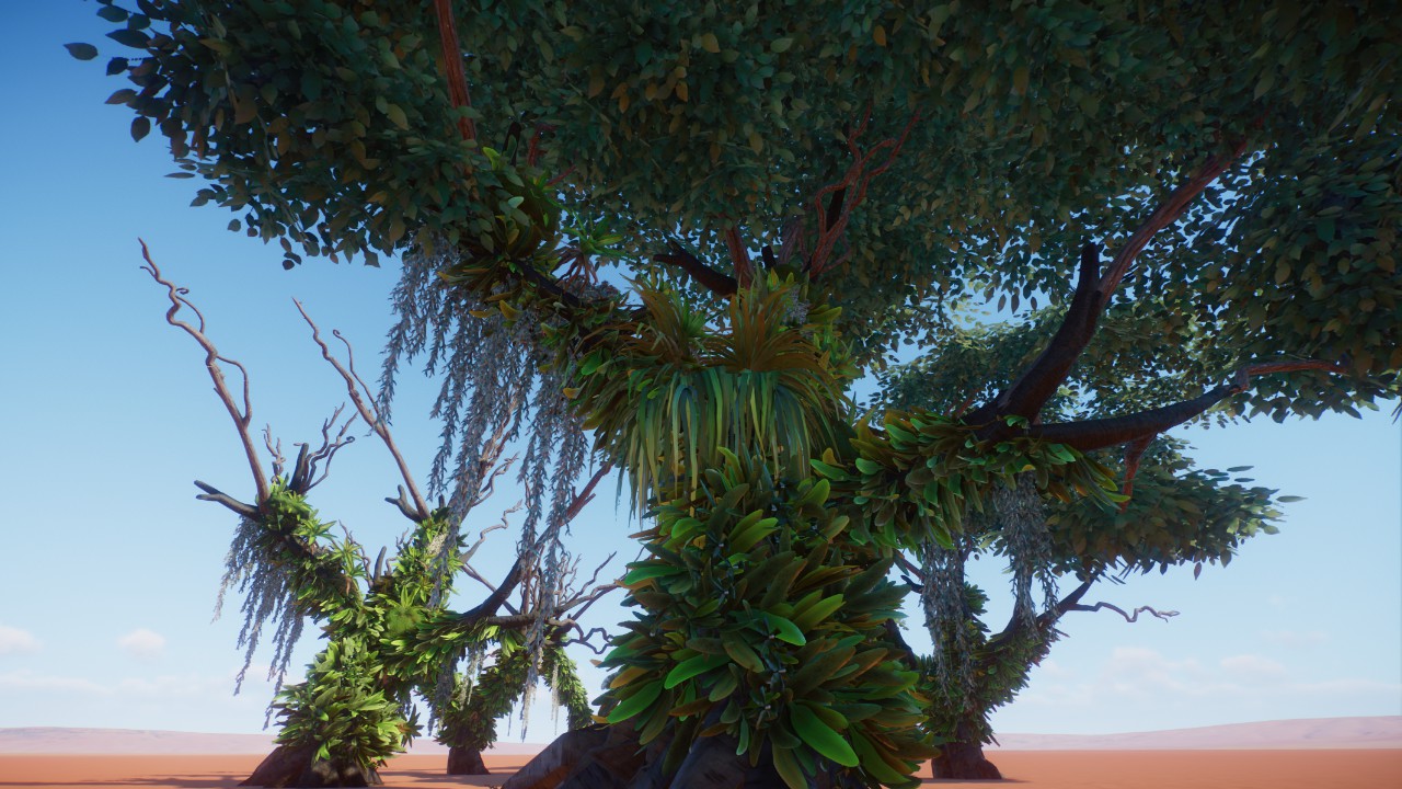 Rainforest trees