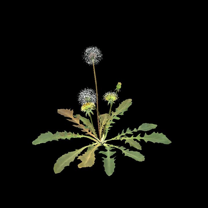 Dandelion plant A
