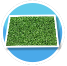 Grass