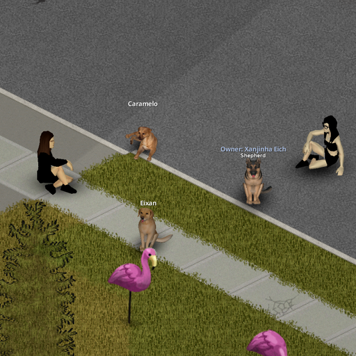 Companion Dogs