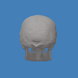 Human Skull