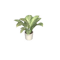 Aglaonema House Plant