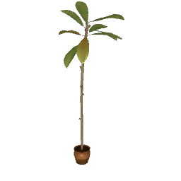 Tall Plant in Clay Pot