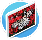 Schmetterling Rot