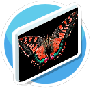Schmetterling ORANGE