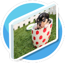 Hund in Tasse