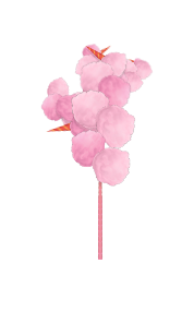 Baby Cottoncandy tree