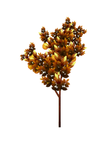 Dragon Tail tree