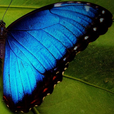 Lumen Butterflies