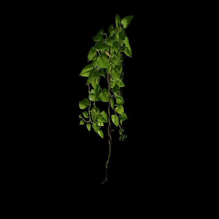 Vine_27