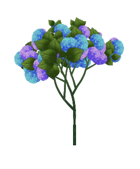Bela Hydrangea tree
