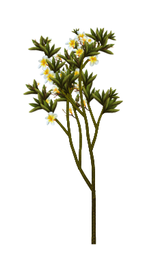Celandine Plumeria tree
