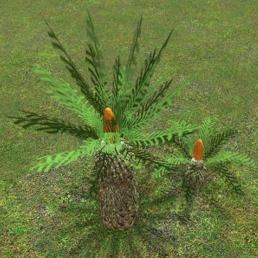 Living Cycads
