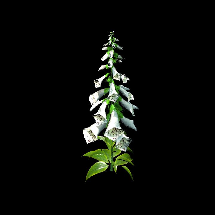 Foxglove White