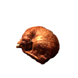 Sleeping Cat
