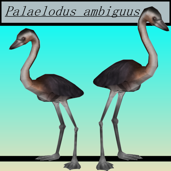 Palaelodus ambiguus