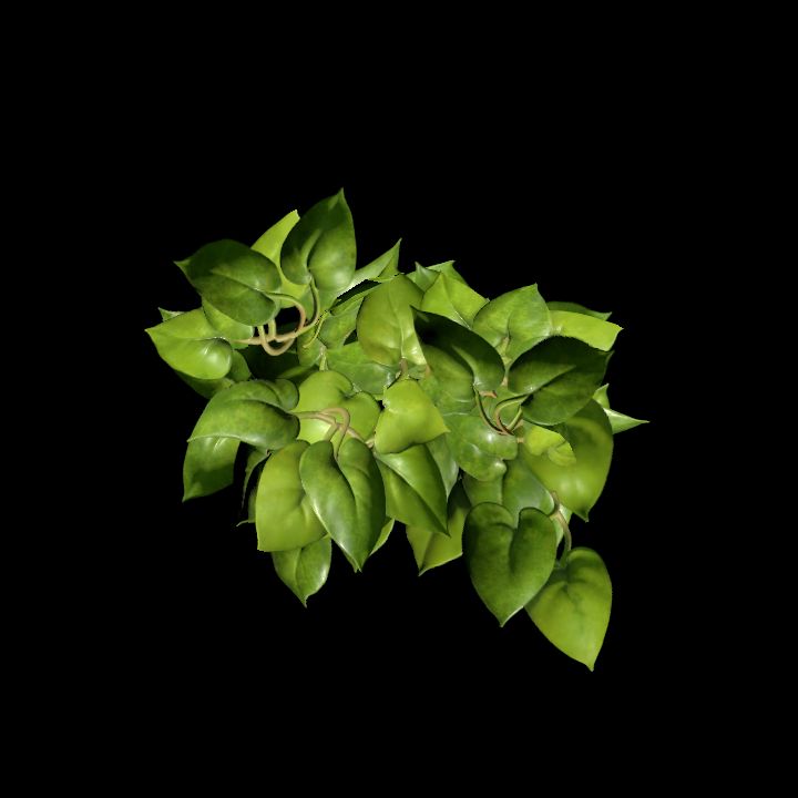 Vine_09
