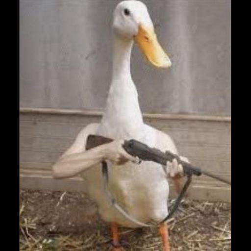 Duck Hunt
