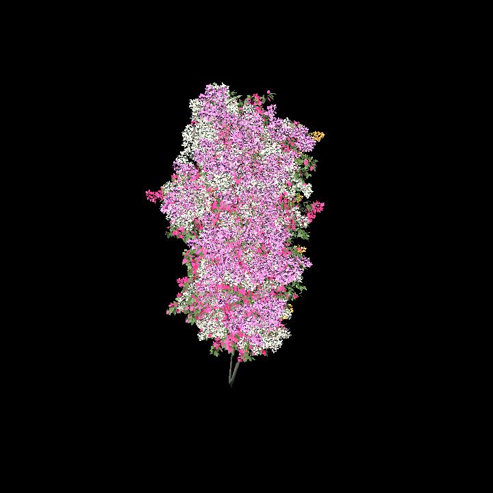 Bougainvillea