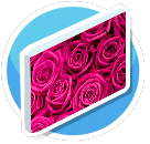 Pink Roses