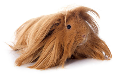 Guinea Pig Farming