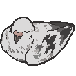 pigeon pet