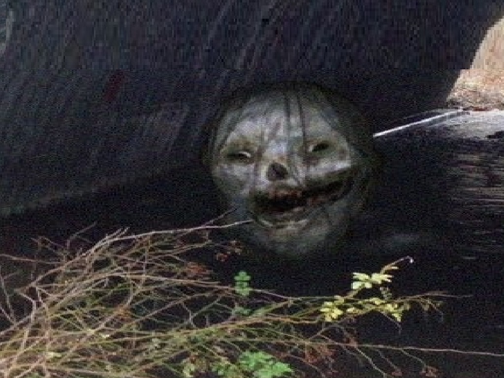 Canal Monster.
