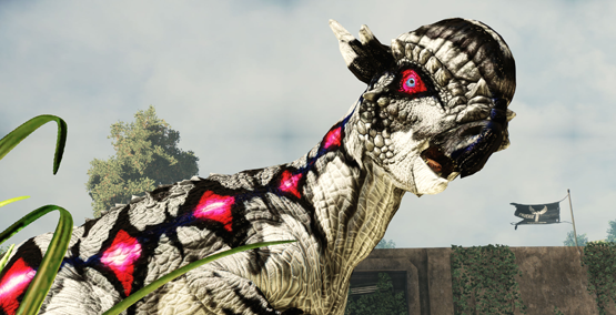Harlequin Pachy