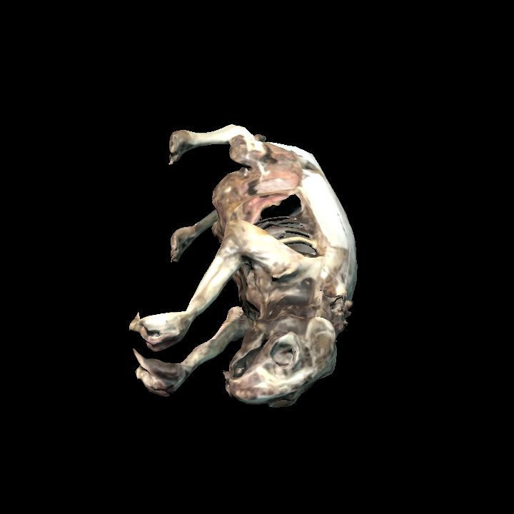 Rotting rat on side 2