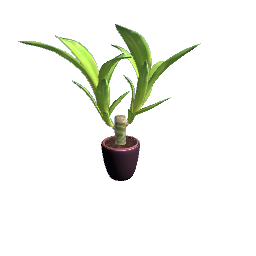 plant