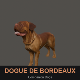 Graves CD: Dogue de Bordeaux