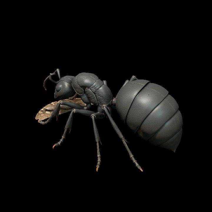 Black Queen Ant