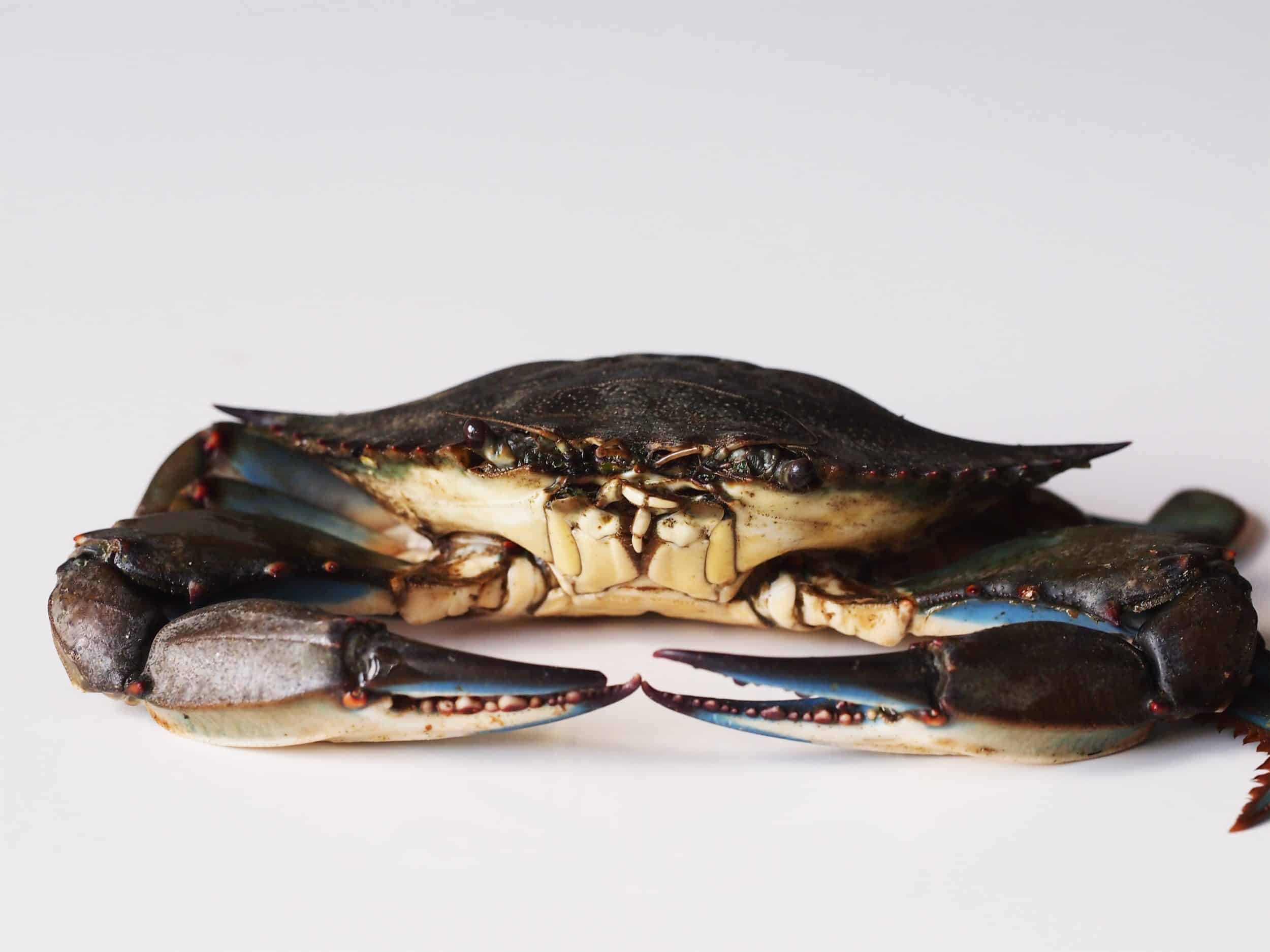 Crab-Song