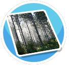 NATURE RUG