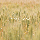 Wheat field wheat preview