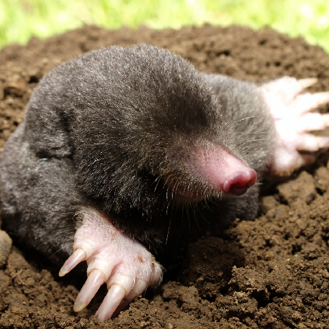 Mole Anywhere – tModLoader Mod