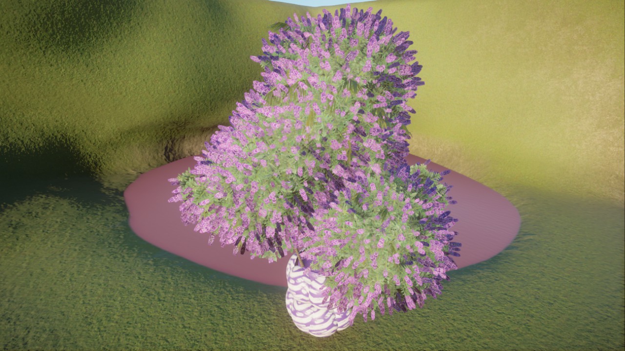 Purple Kush Tree