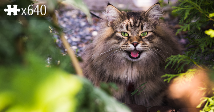 Siberian cat