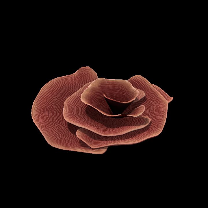 DA_Coral7_3a