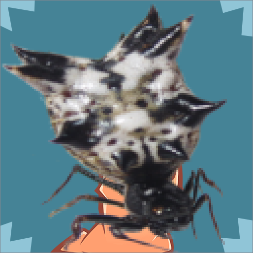 GorroSpider