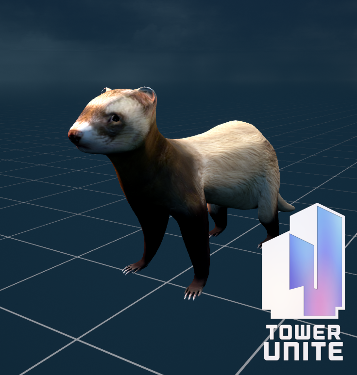 Ferret