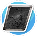 Starry Night w Tree