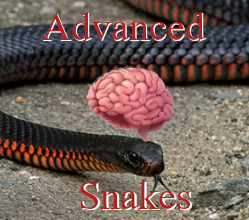 Advanced Snakes