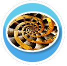 Dw Time Circle