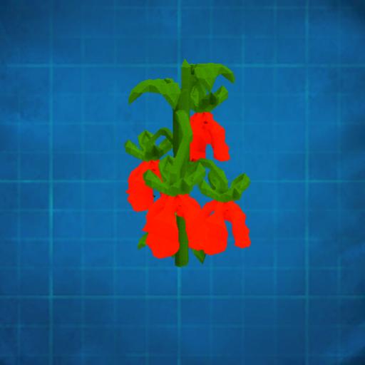 Geraniaceae