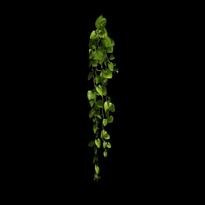 Vine_26