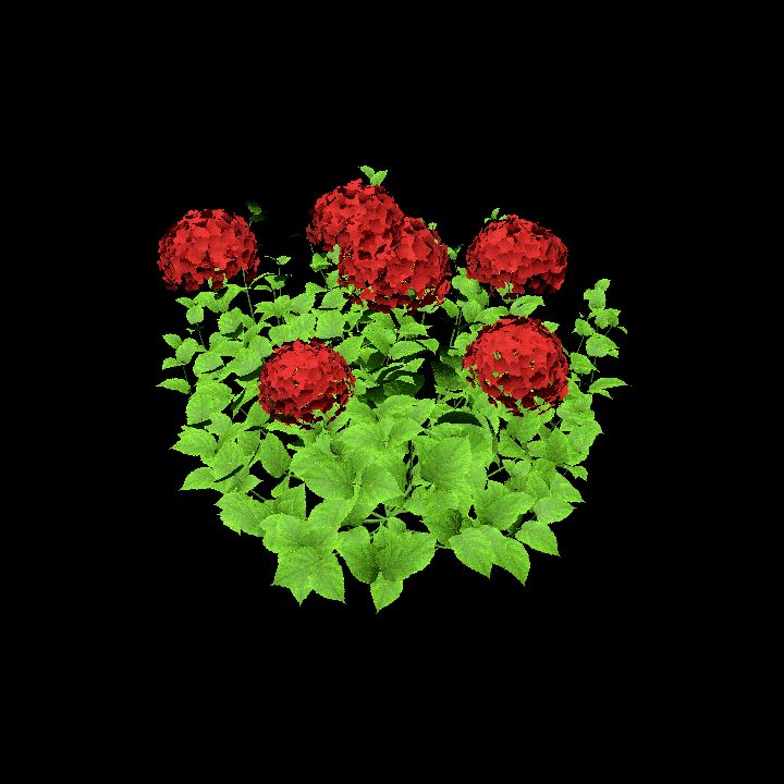 HydrangeaRed