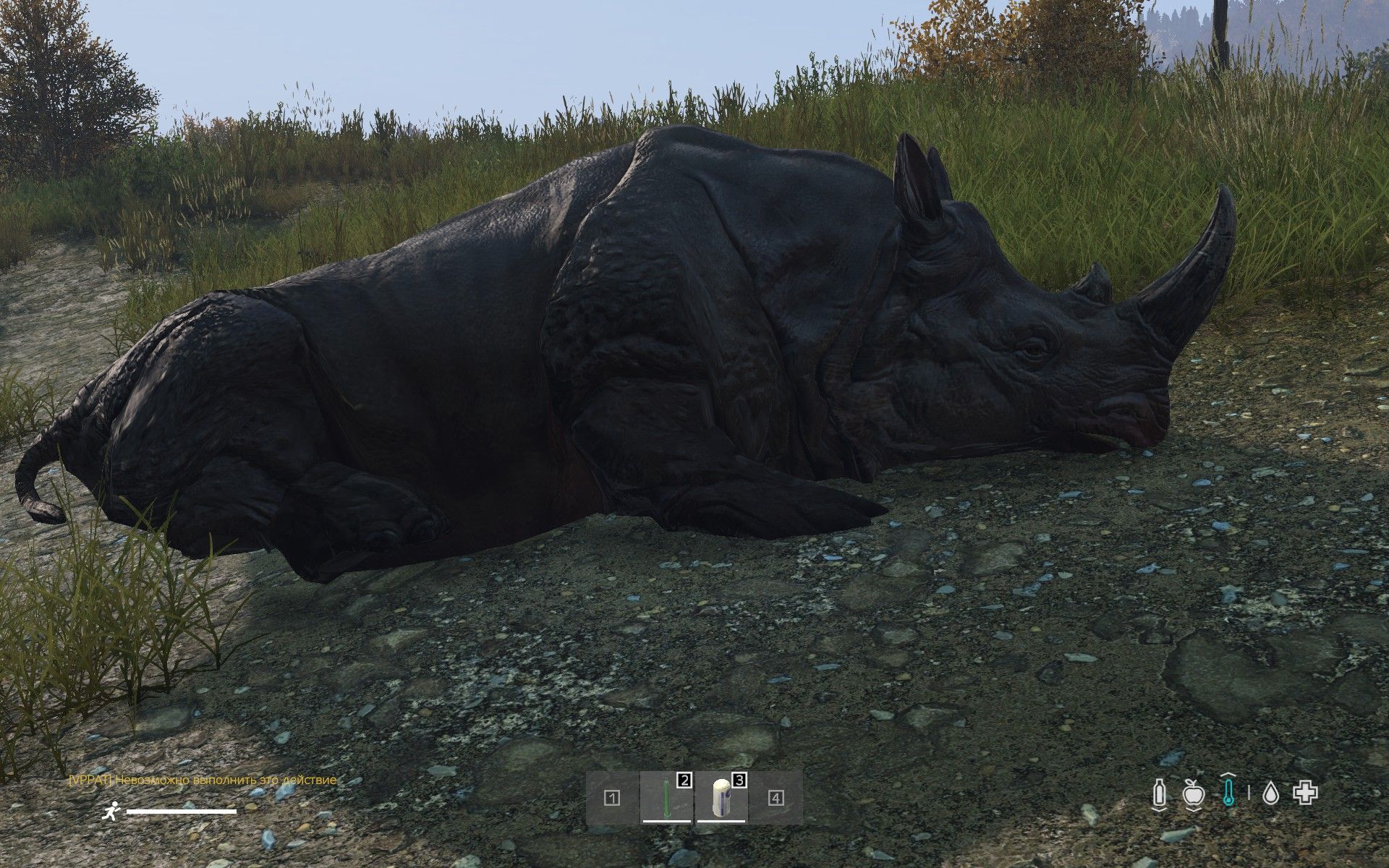Rhino (Animal)