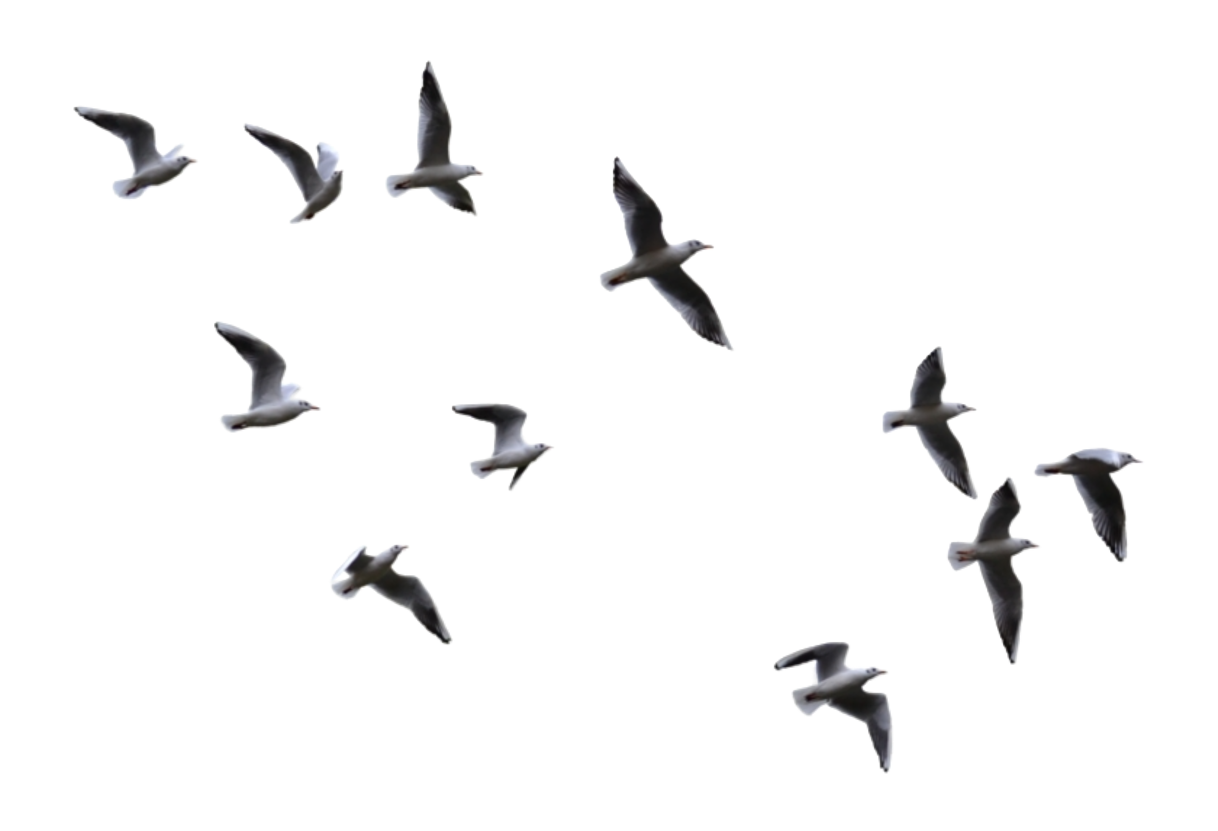 flying birds
